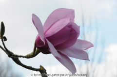 Magnolia campbelli Kew's Surprise