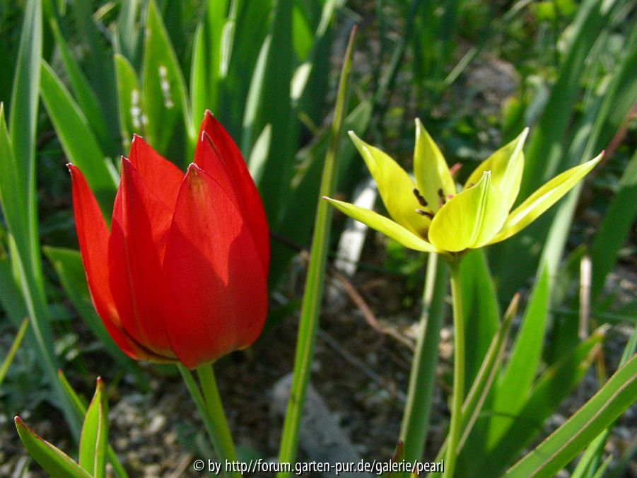 Tulipa linifolia und T_ orphanidea _Flava_
