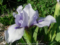 SDB Sapphire Jewel