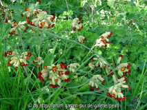 Primula veris Rote Form ganz