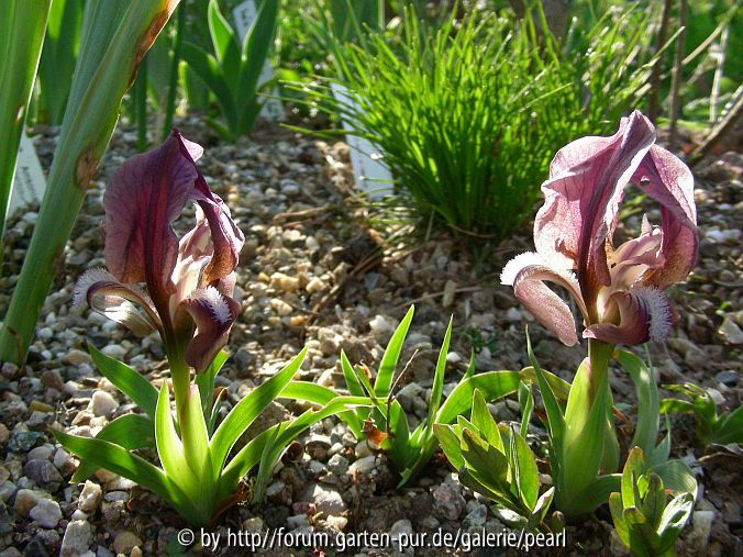 Iris mellita mit Carex humilis