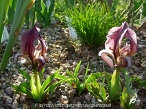 Iris mellita mit Carex humilis