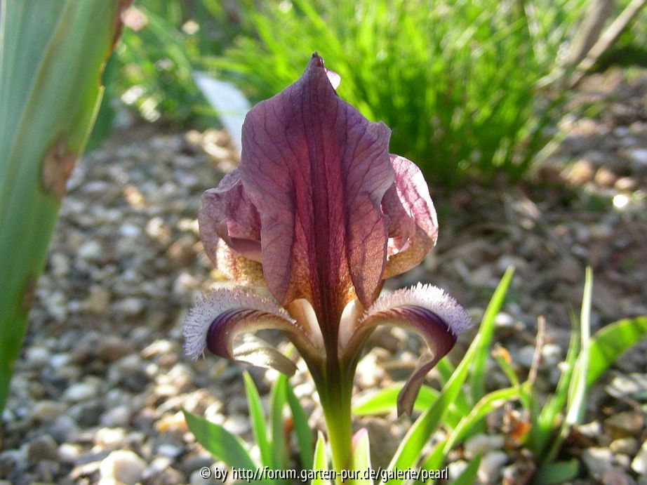 Iris mellita