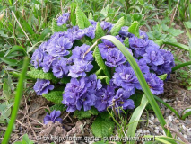 Primula Prim Double Eugene
