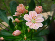 Lewisia cotyledon pfirsichfarben