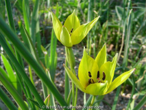 Tulipa orphanidea _Flava_
