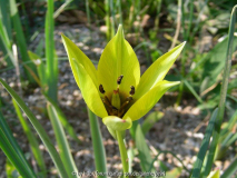 Tulipa orphanidea _flava_