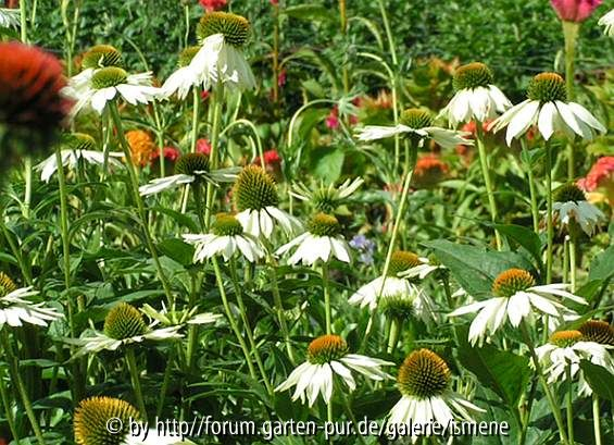 Echinacea