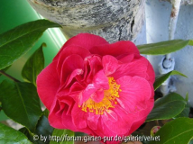 rote Unbekannte1