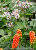 Aronstab Aster