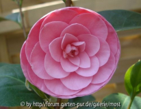 Rosa Unbekannte  25april 2010.jpg