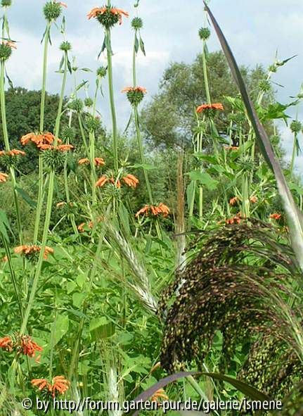 Leonotis Löwenohr
