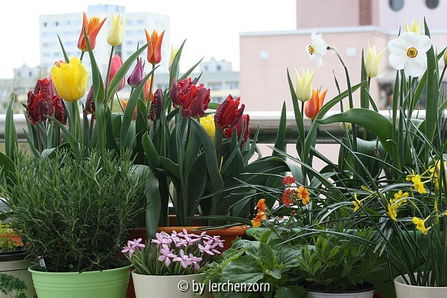 Baumarkt-Tulpen im kalt überwinterten Kasten