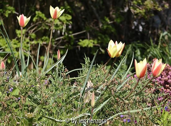 Tulipa clusiana