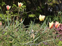 Tulipa clusiana