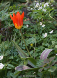 Tulipa-fosteriana-Sorte (Juan)