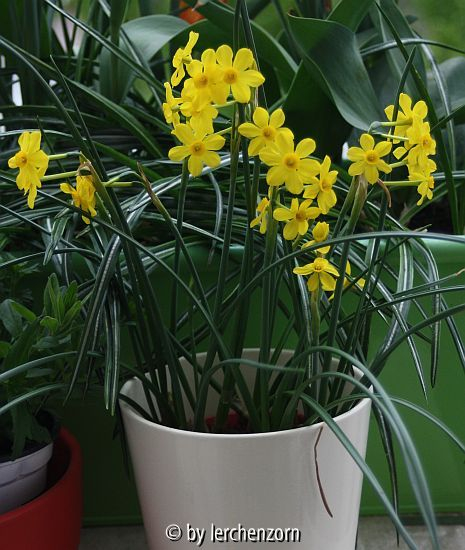 Narcissus jonquilla