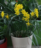 Narcissus jonquilla