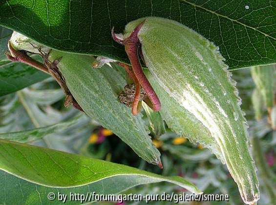 Asclepias