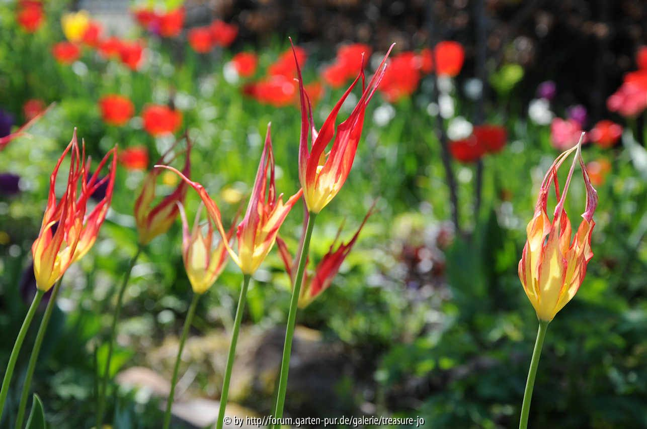 Tulipa accuminata