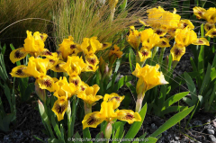 Iris barb. nana ? gelb