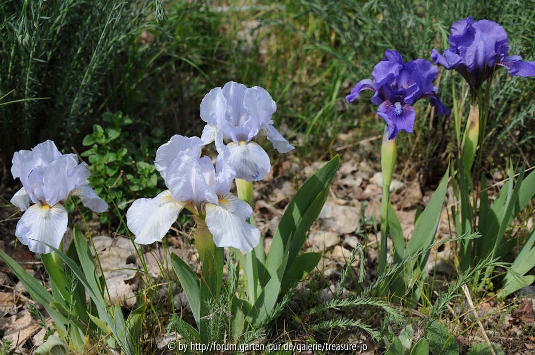 Iris barbata nana ??