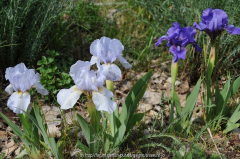 Iris barbata nana ??