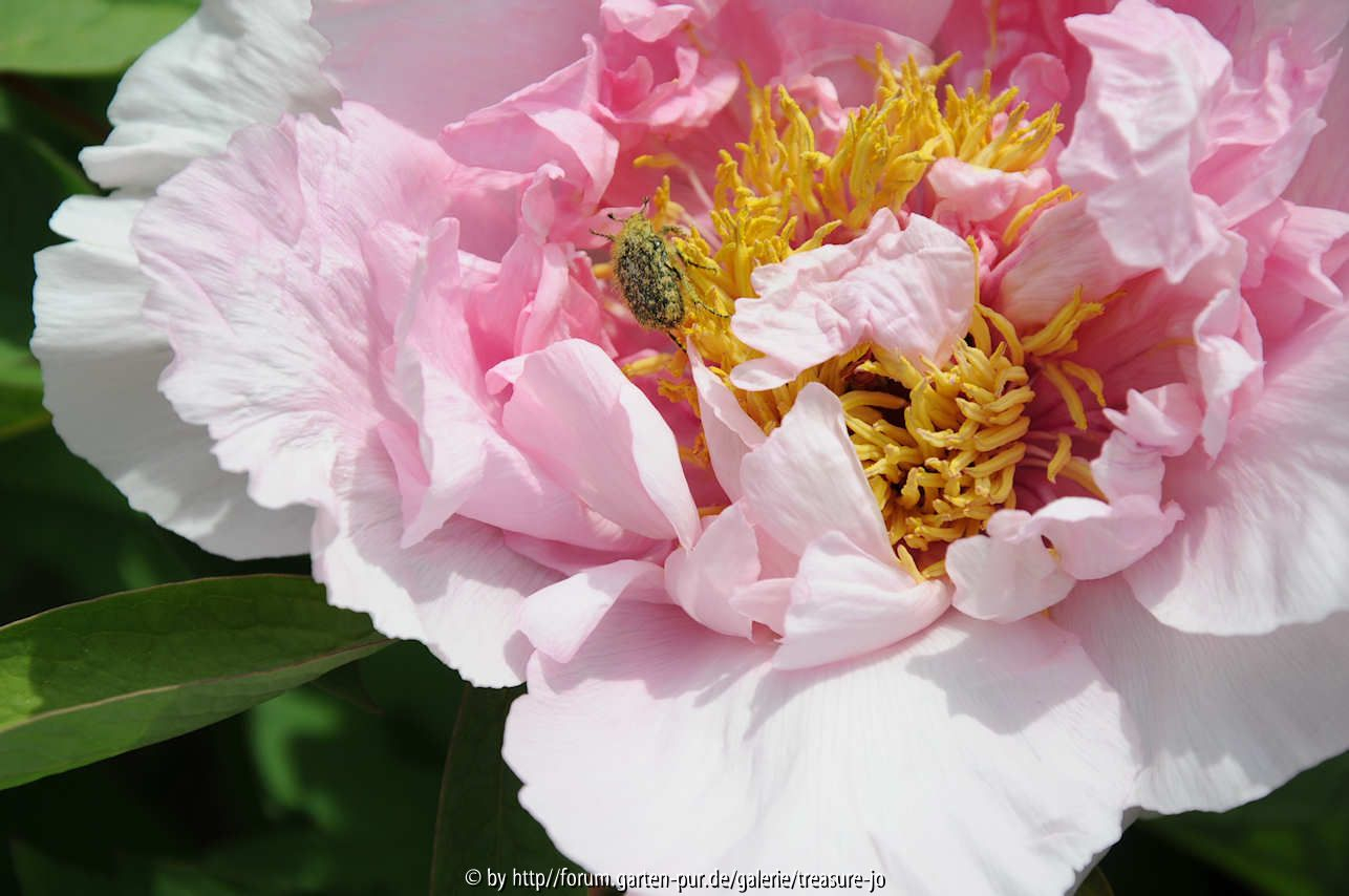 Paeonia suffruticosa Alte Sorte