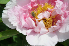 Paeonia suffruticosa Alte Sorte