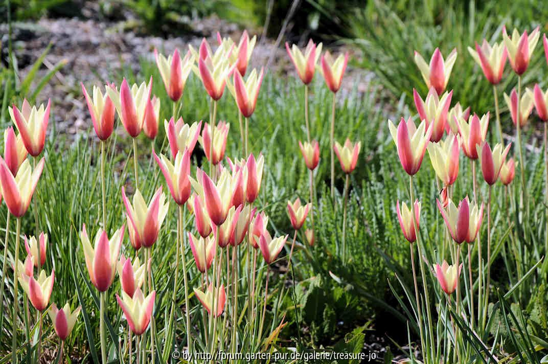 Tulipa clusiana Cynthia