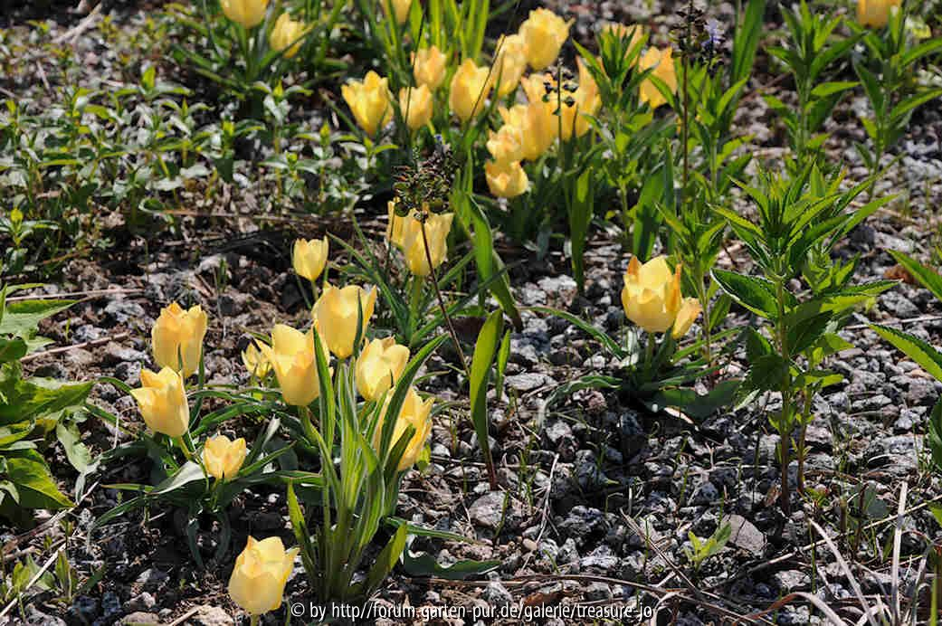 Tulipa batalinii Bronce Charm