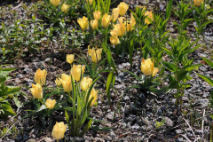 Tulipa batalinii Bronce Charm