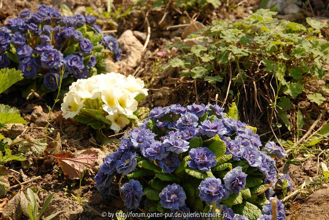 Primula Eugene 1