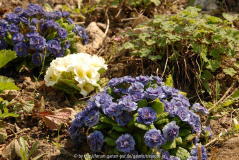 Primula Eugene 1