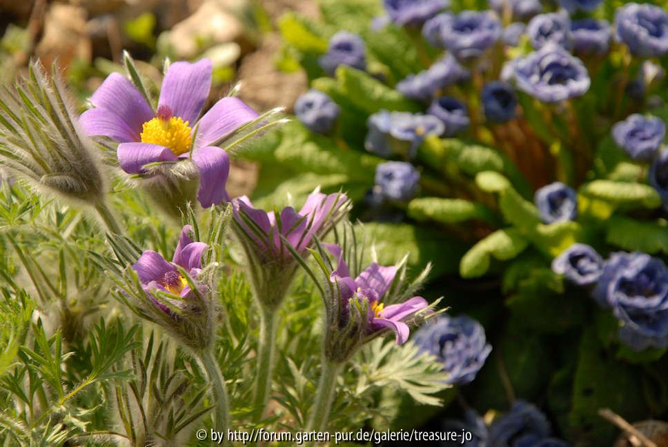 Pulsatilla vulg. vor Primula Eugene