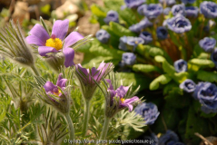 Pulsatilla vulg. vor Primula Eugene