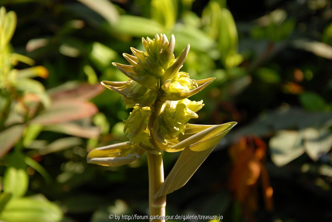 Polygonatum ????