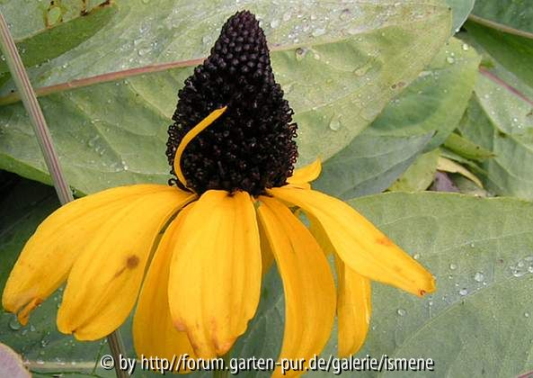 Rudbeckia