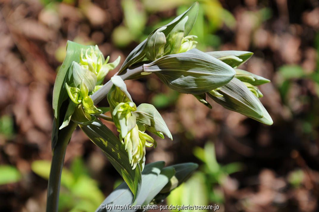 Polygonatum ???