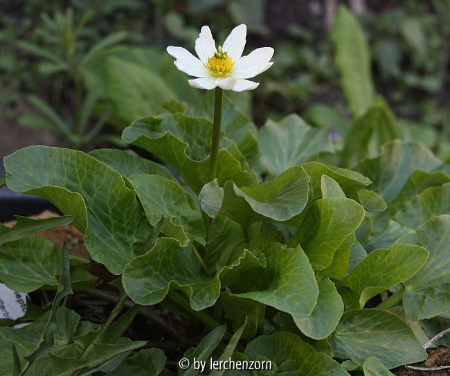 Weiße Sumpfdotterblume (Caltha leptosepala)