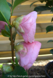 Rosa Unbekannte 2 April 2010.jpg