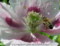 Unauffällige Floristin
