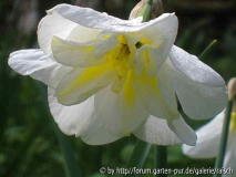 Narzisse 15