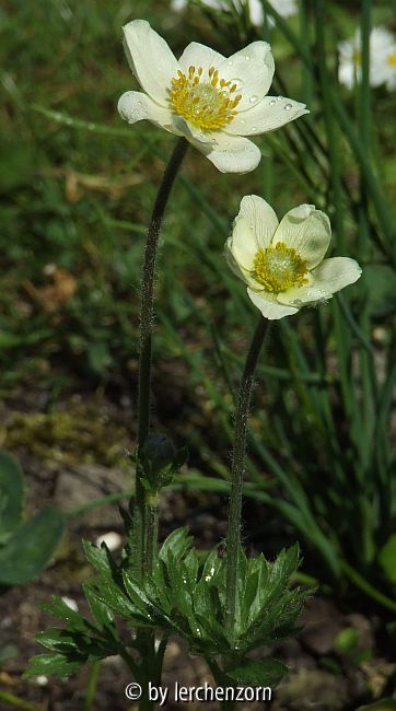 Anemone multifida s.l. (gekauft als Anemone 