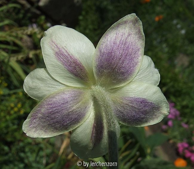 Anemone multifida s.l. (cf. magellanica)