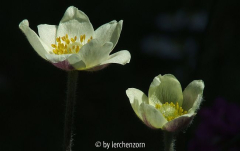 Anemone multifida s.l. (cf. magellanica)