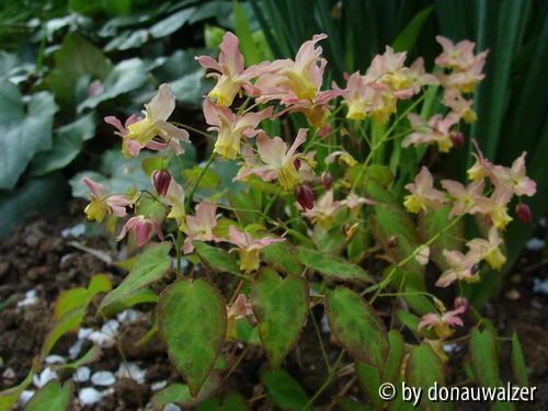 Epimedium 