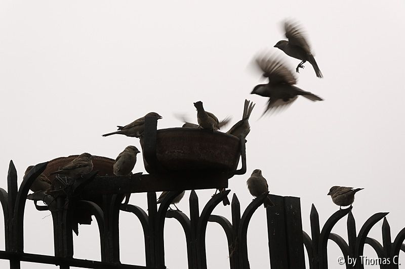 Wintersmog in Delhi 2