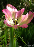 Gropenland