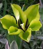 Yellow Spring Green offen